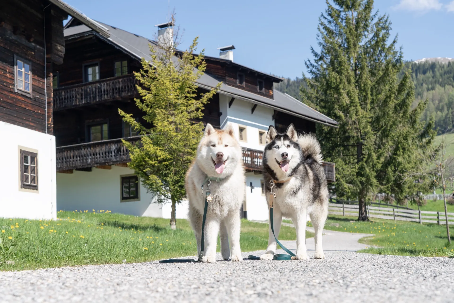 Zwei Huskys sitzen auf dem Weg vor einem Holzhaus mit Birke