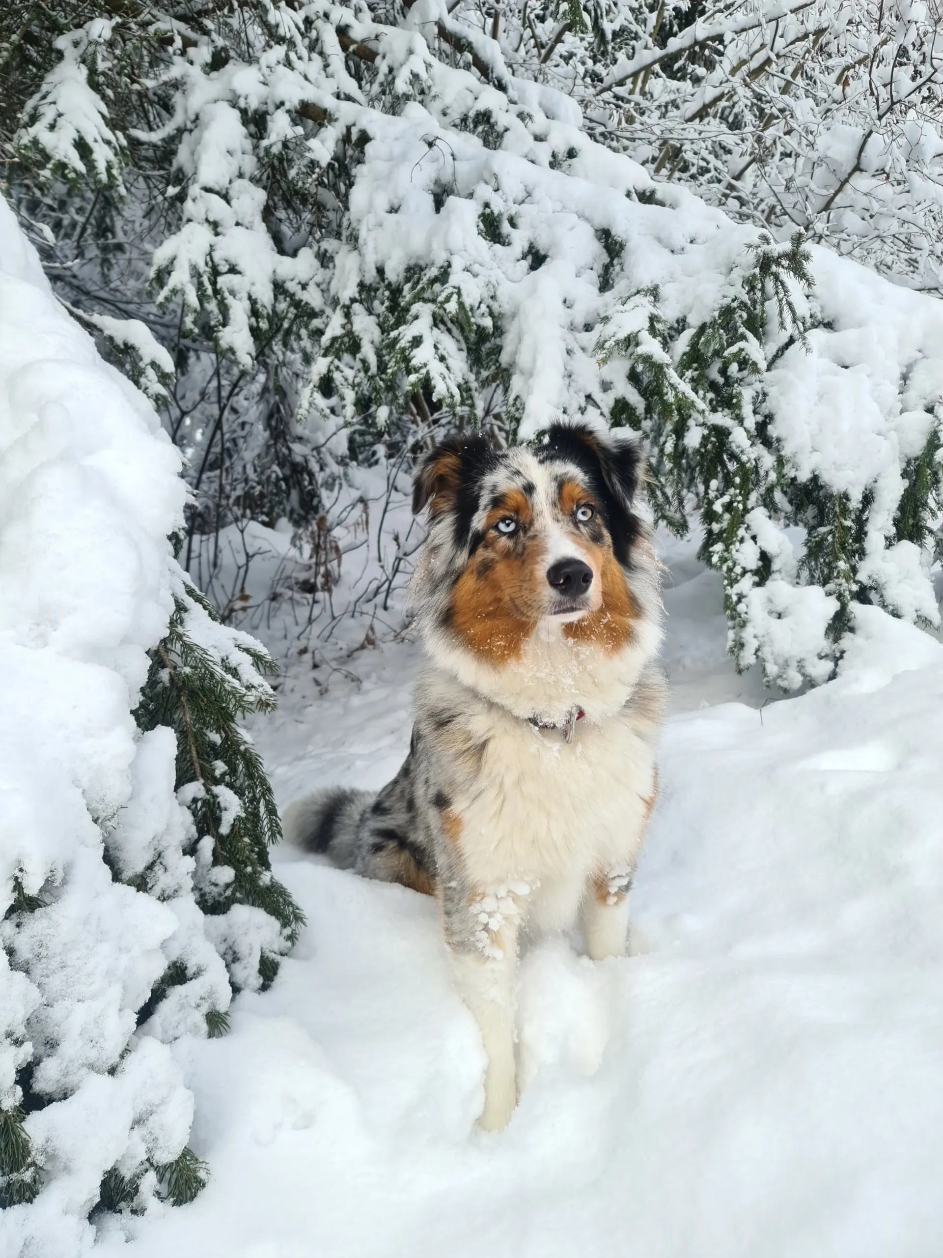 Australian Shepherd sitzt im tiefen Schnee unter verschneiten Fichten