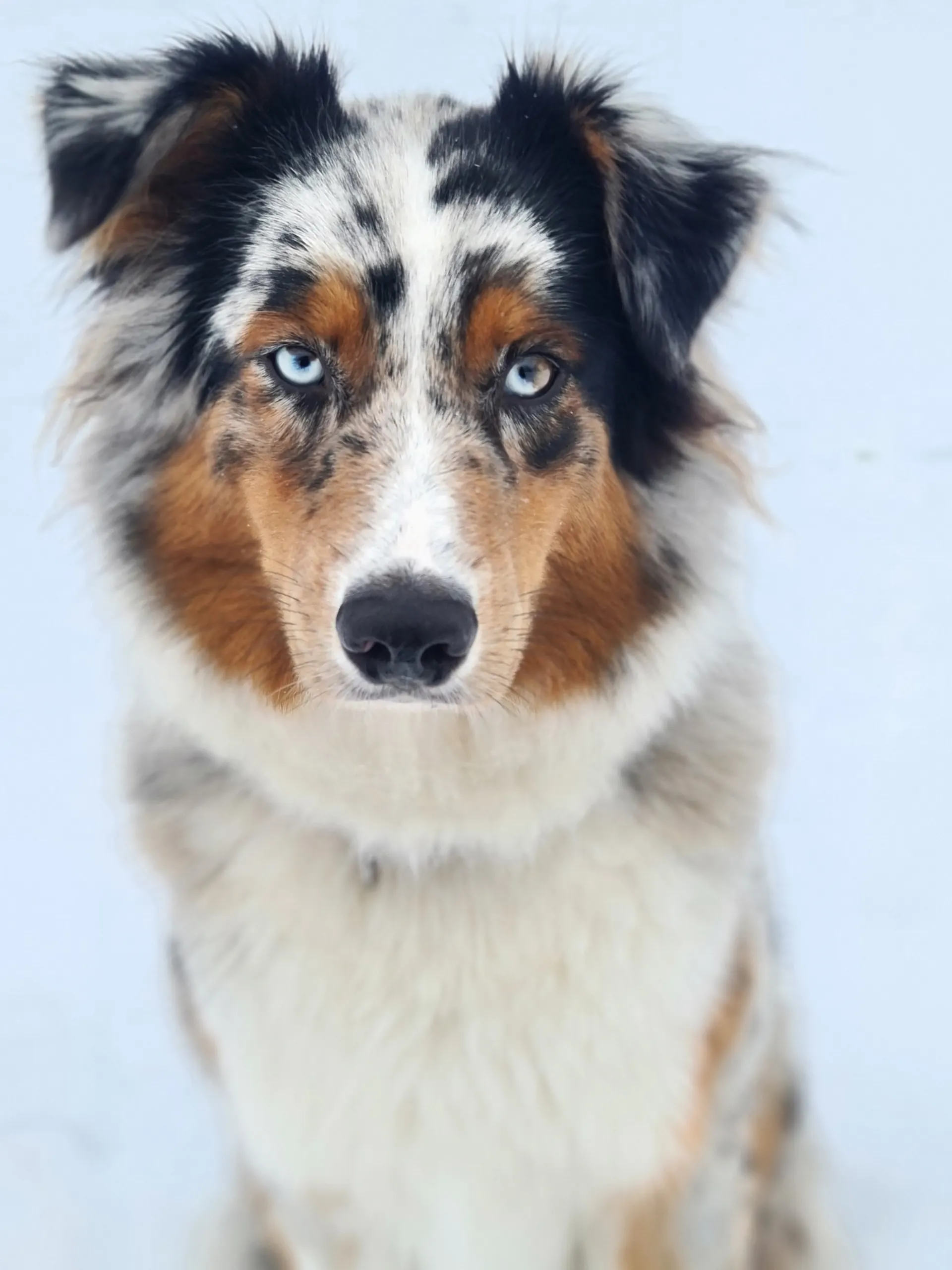 Australian Shepherd mit hellblauen Augen schaut in die Kamera, Schnee im Hintergrund