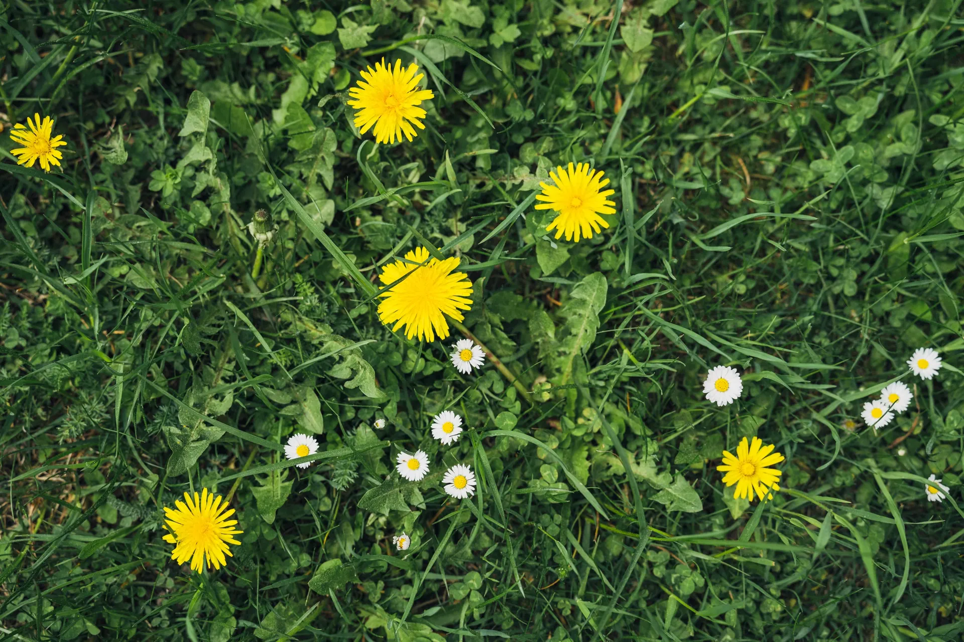 Löwenzahn und Gänseblümchen in der Wiese