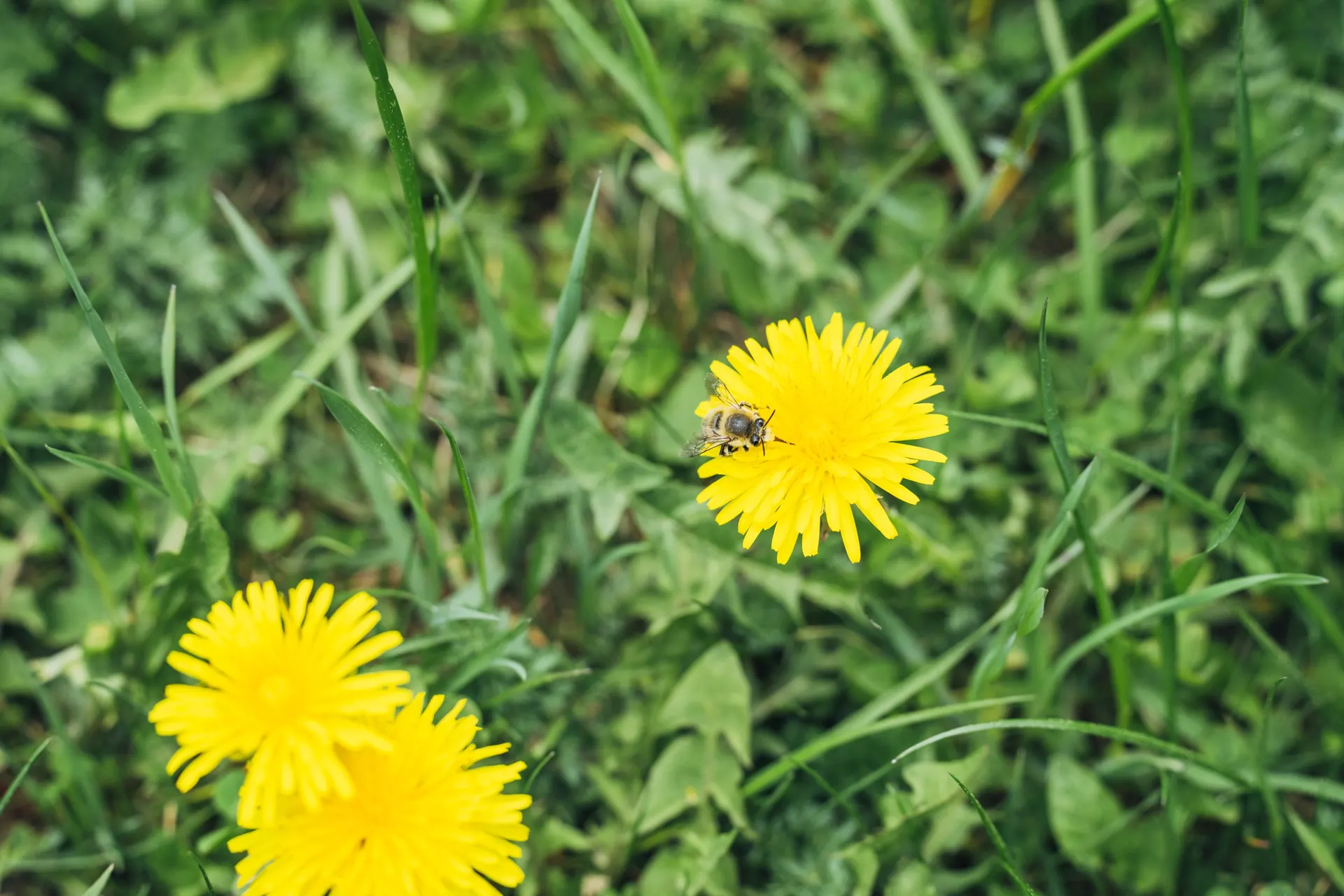 Löwenzahn in der Wiese