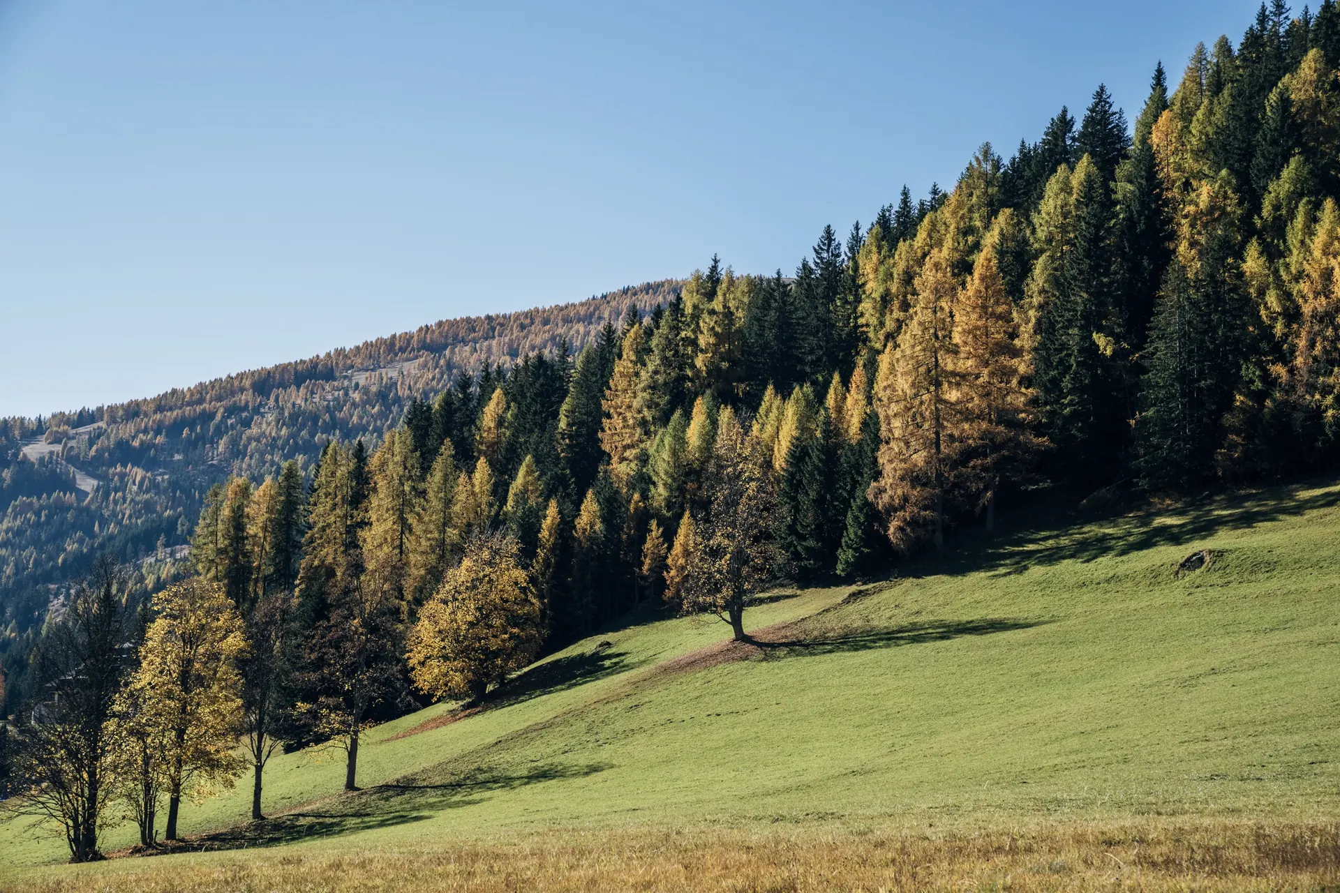 Lärchen im Herbst auf der Wiese