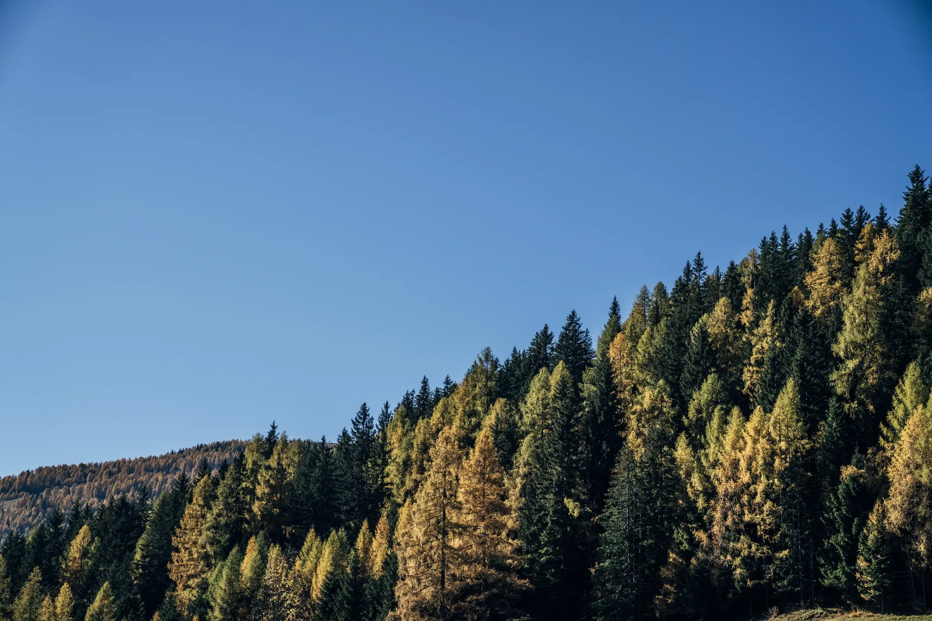 Herbstwald mit gelben Lärchen