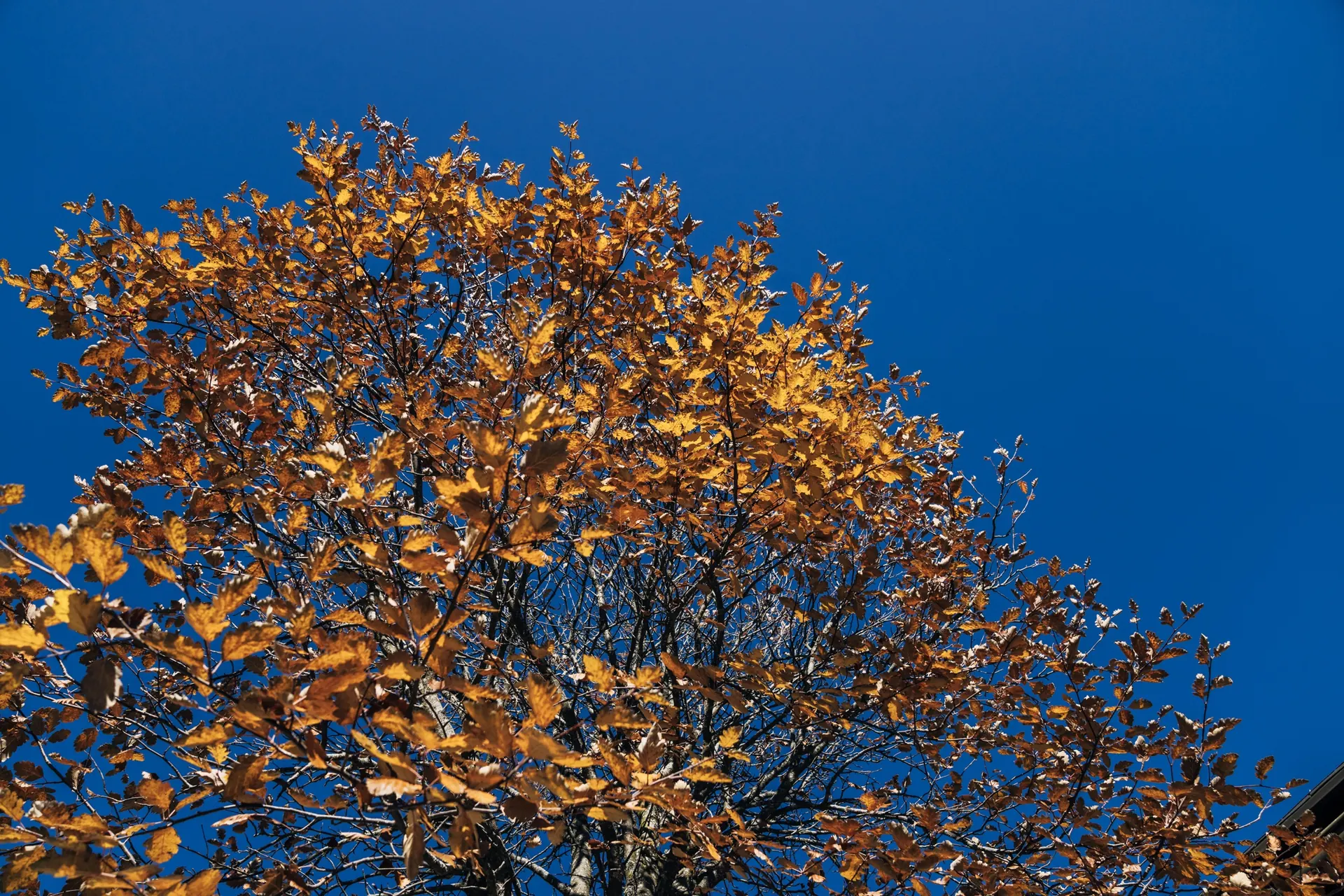 Gelber Ahorn vor blauem Himmel