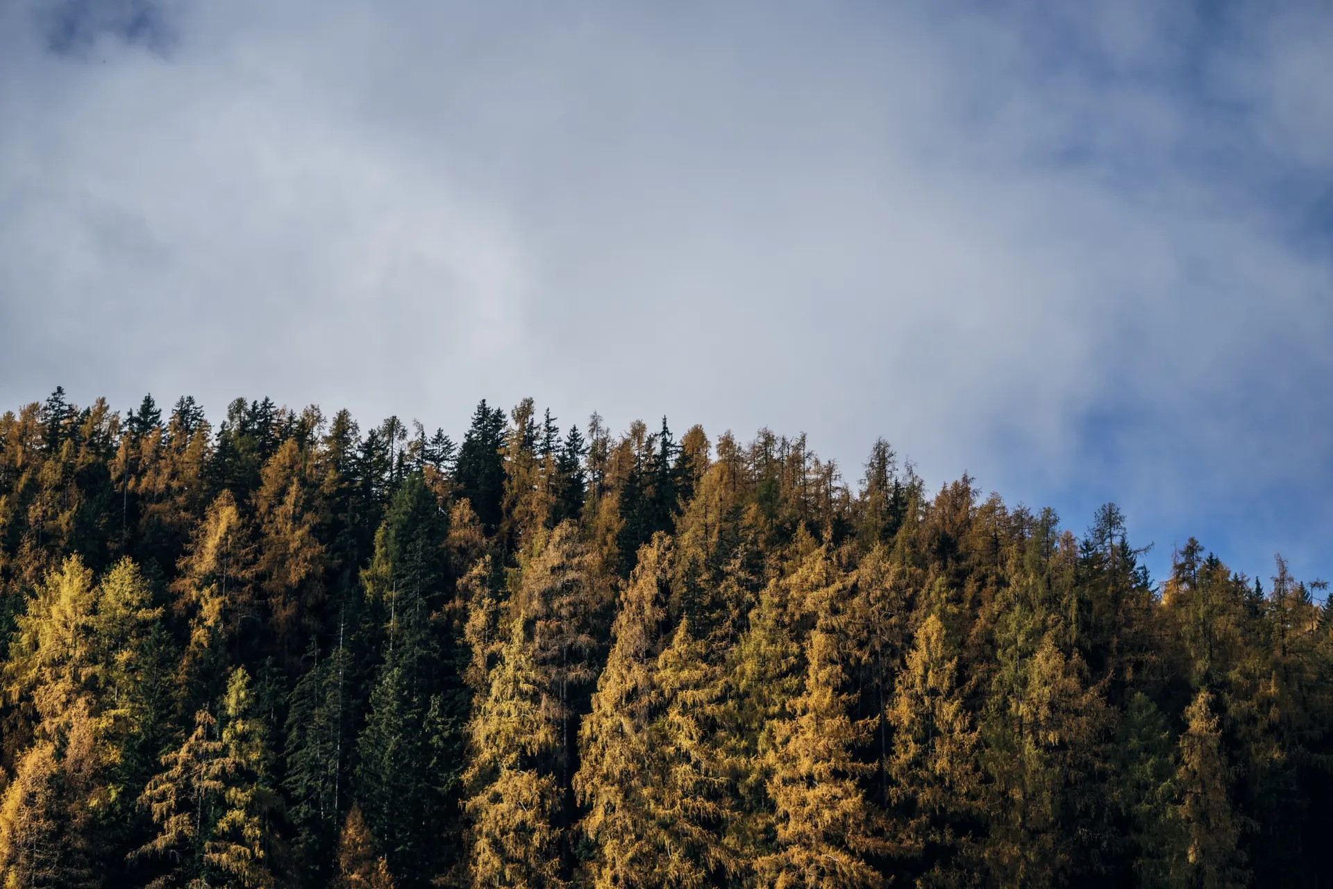 Lärchenwald im Herbst