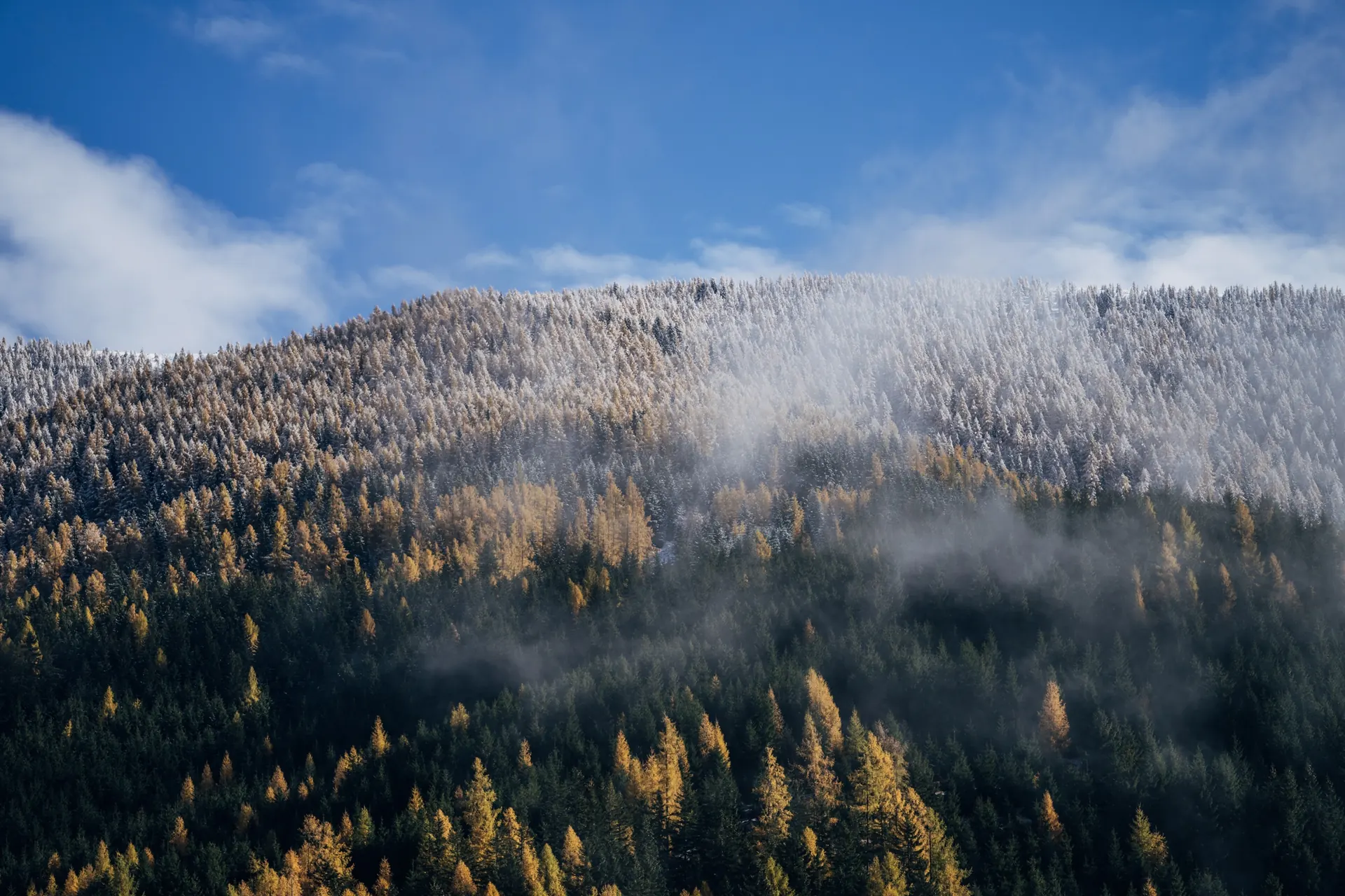 Nebel über den Lärchen