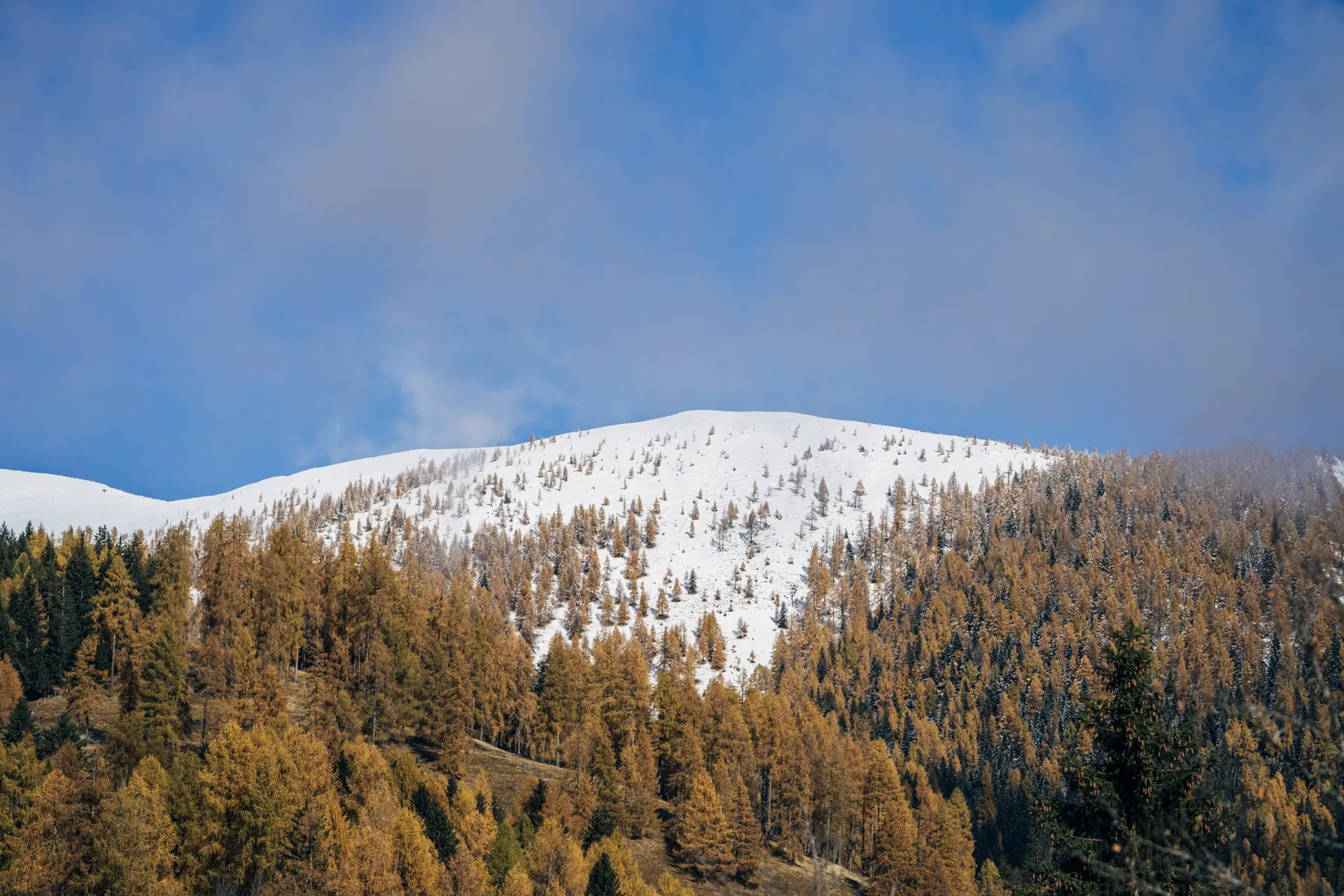 Erster Schnee über den gelben Lärchen