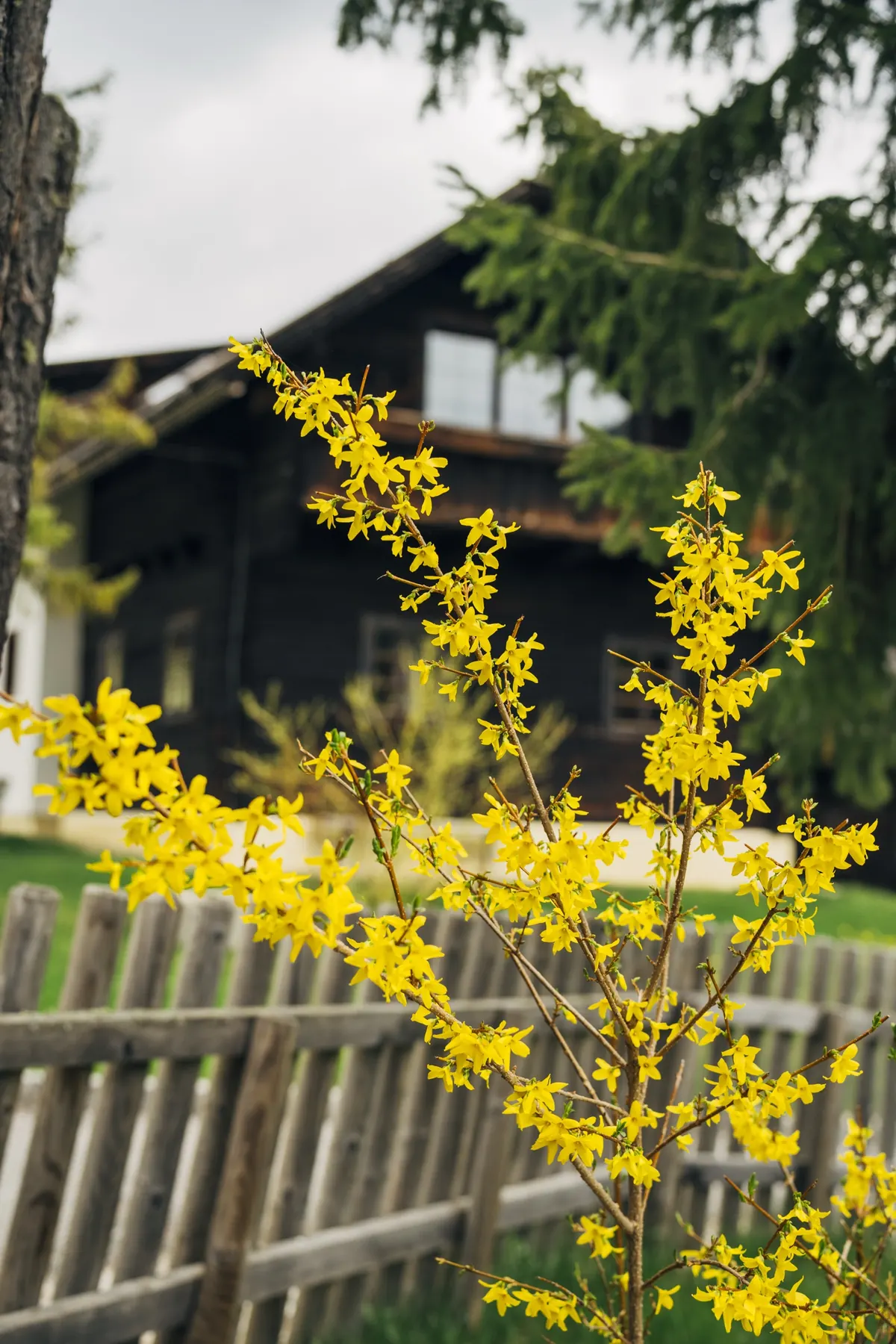 Forsythie vor dem Holzhaus