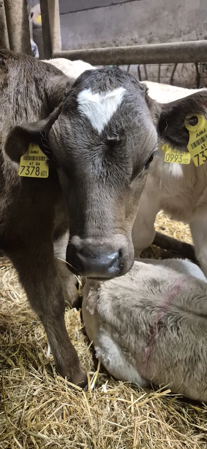 Kalb im Stall des Wurzerhofs