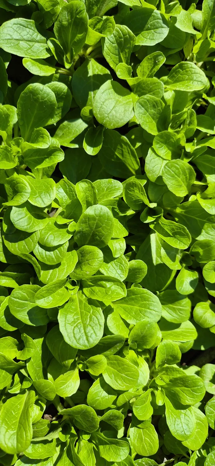 Junger Salat im Beet des Wurzerhofs