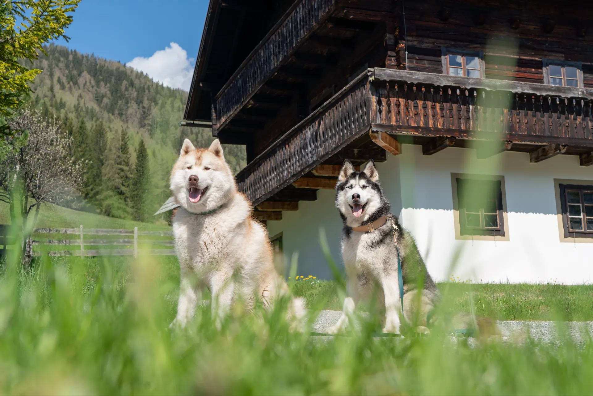 Zwei Huskys vor dem Holzhaus