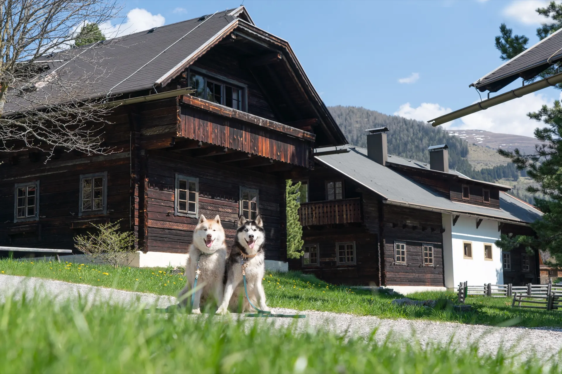 Huskys vor dem Haus im Dorf