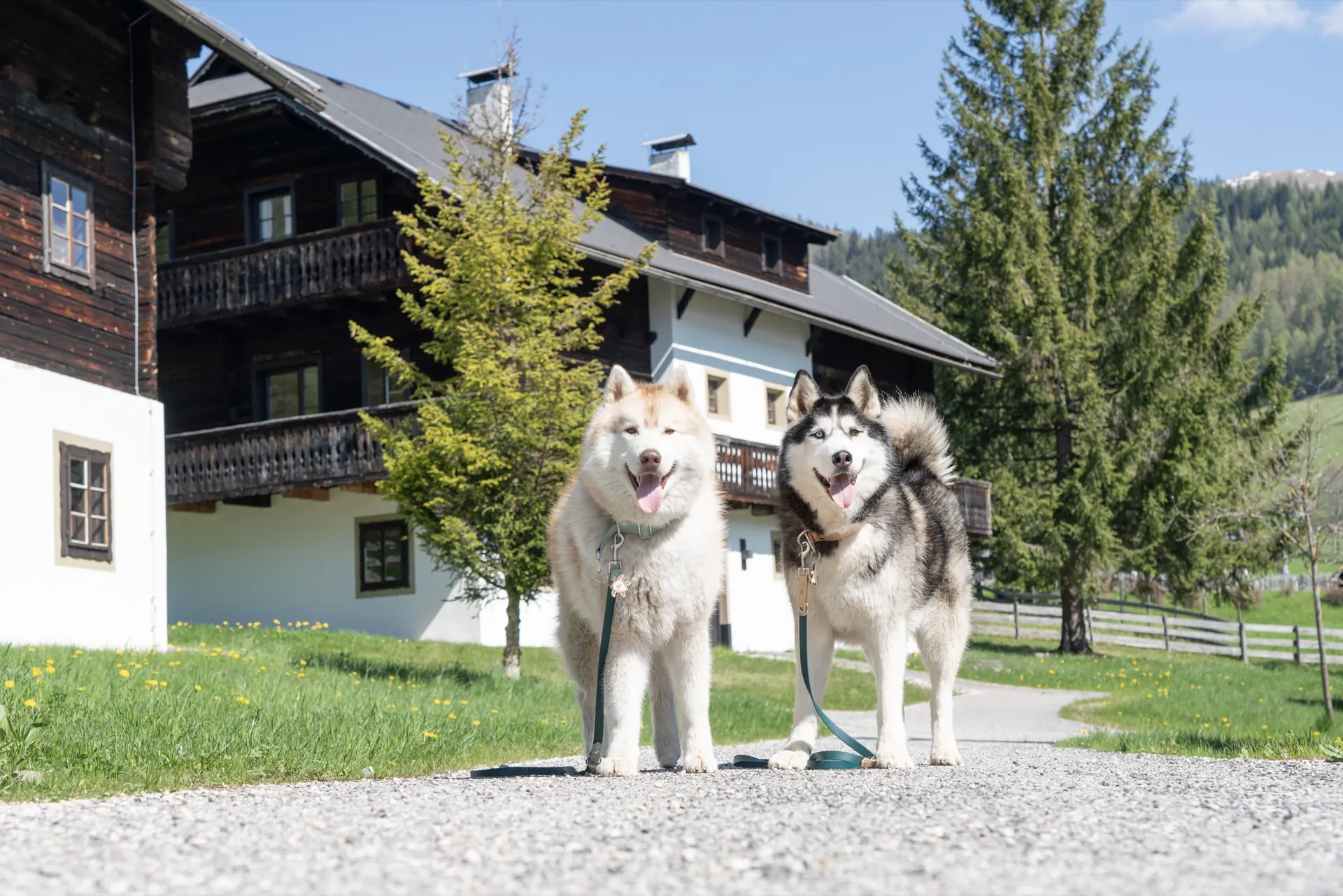 Zwei Huskys auf dem Weg vor den Holzhäusern