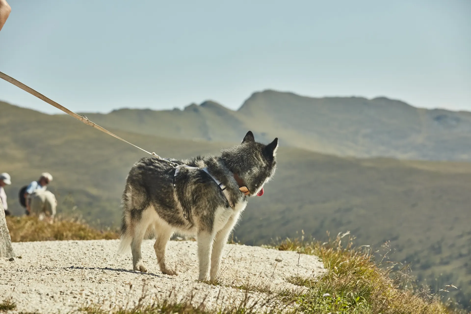 Husky vor den Nockbergen