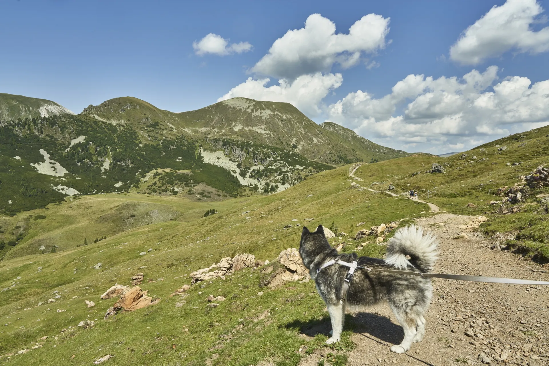 Husky auf dem Wanderweg