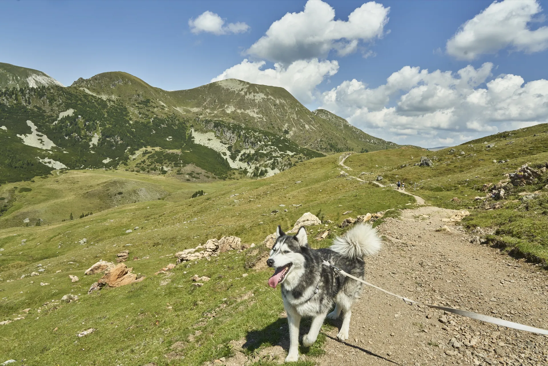Husky auf der Alm