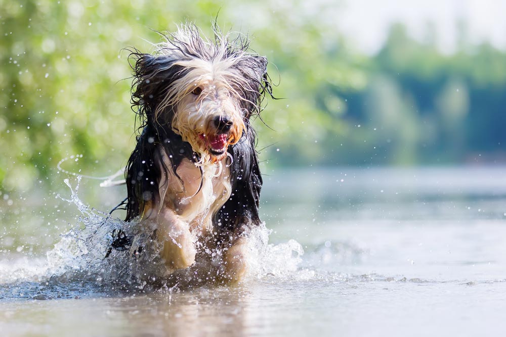 Hund beim Baden im Fluss in Kärnten