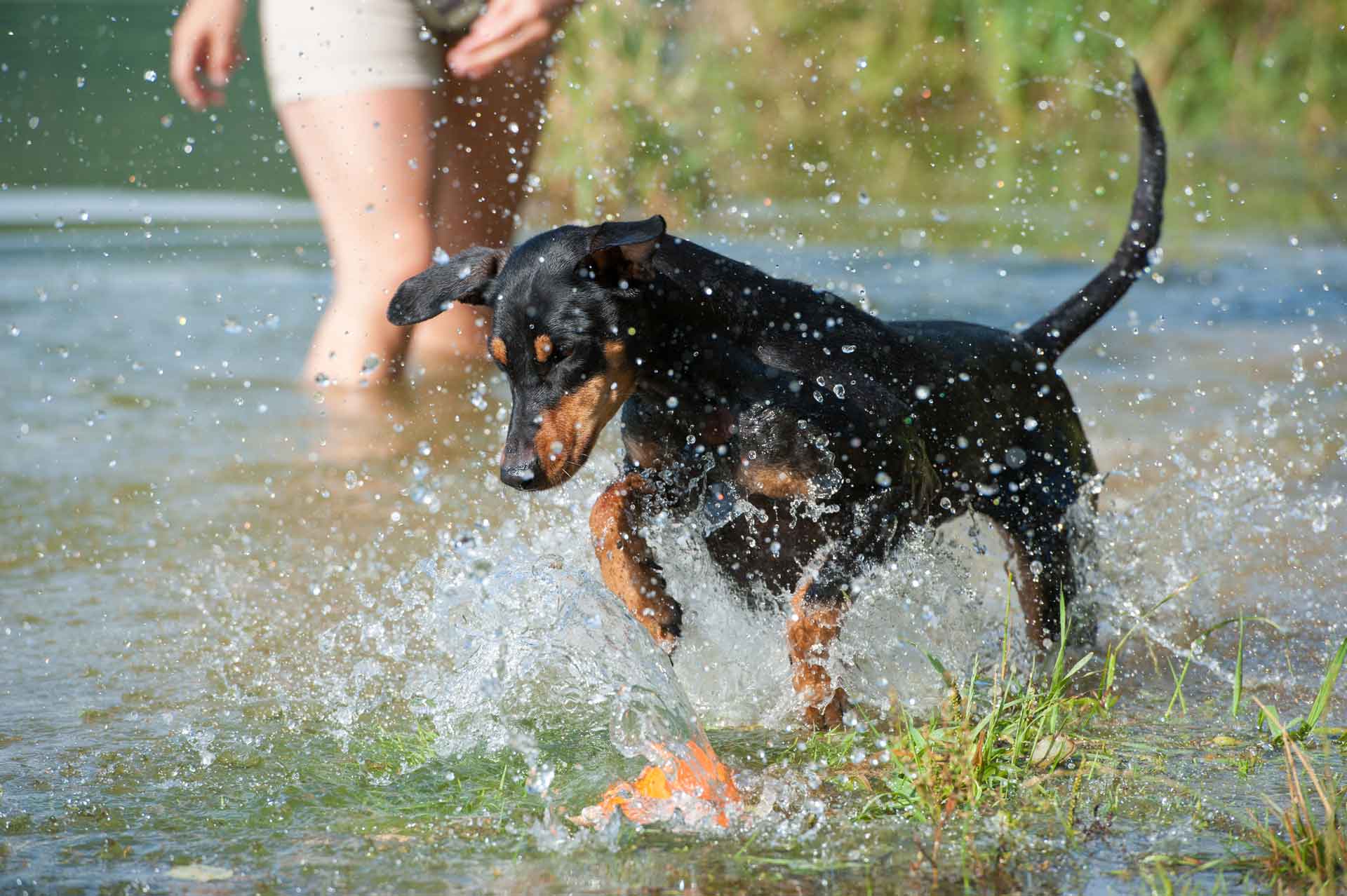 Abkühlung beim Baden im Urlaub mit Hund in einem Gebirgsbauch in Kärnten
