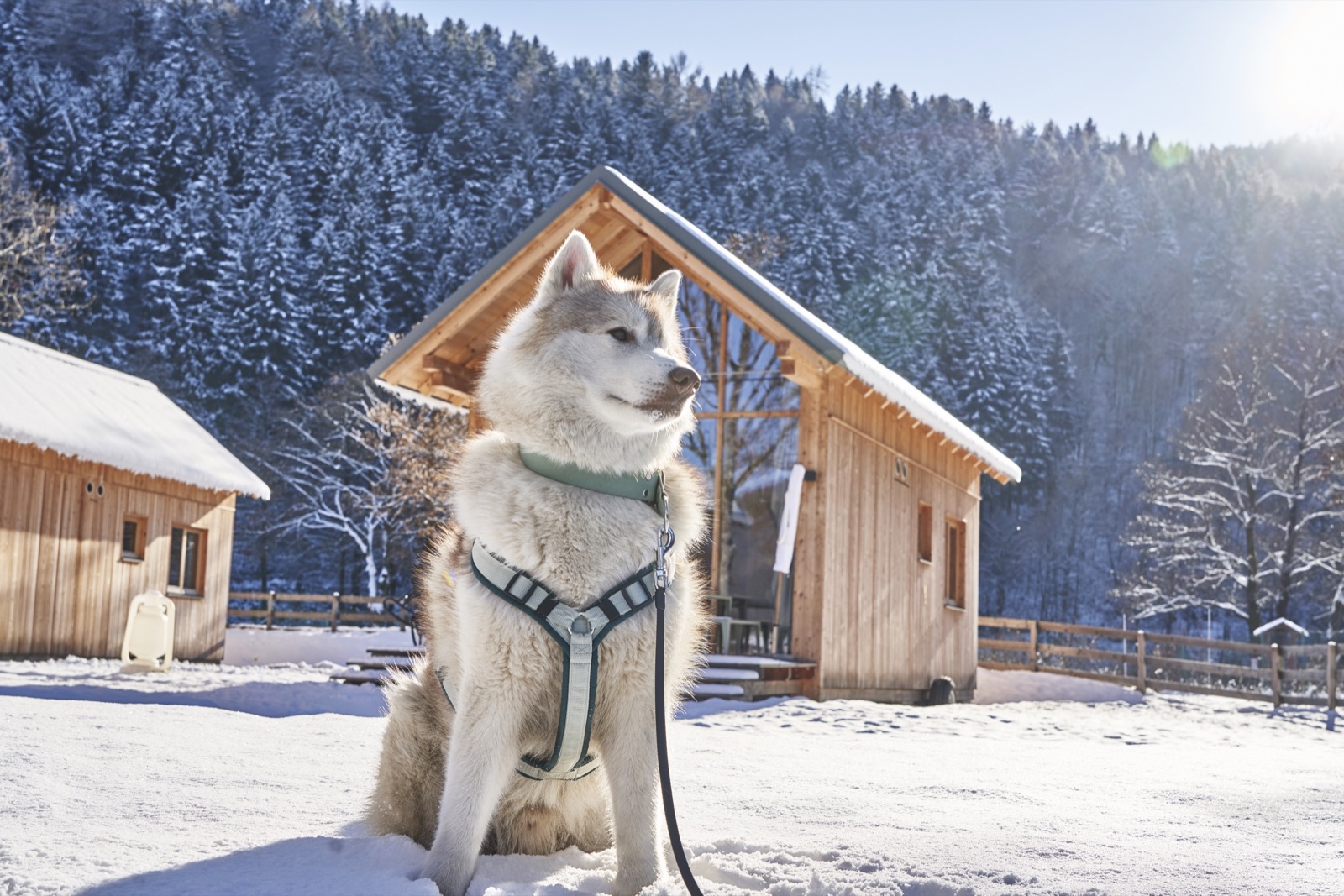 Eco Lodges Millstätter See im Winter